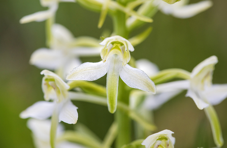Greater Butterfly Orchid at Pentwyn Farm