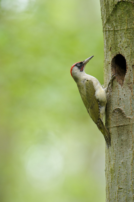 Green Woodpecker by Andrew Mason