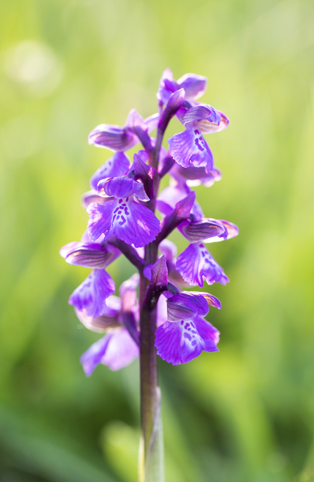 Green-winged Orchid at Pentwyn Farm