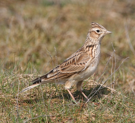 Skylark by Andy Karran