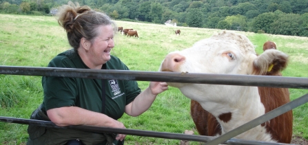 Volunteer shepherd Pauline with Gwent Wildlife Trust's herd of Hereford cattle 