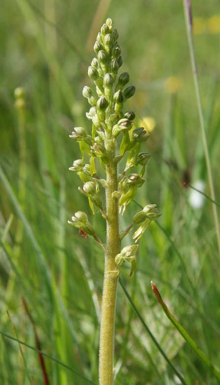 Common Twayblade