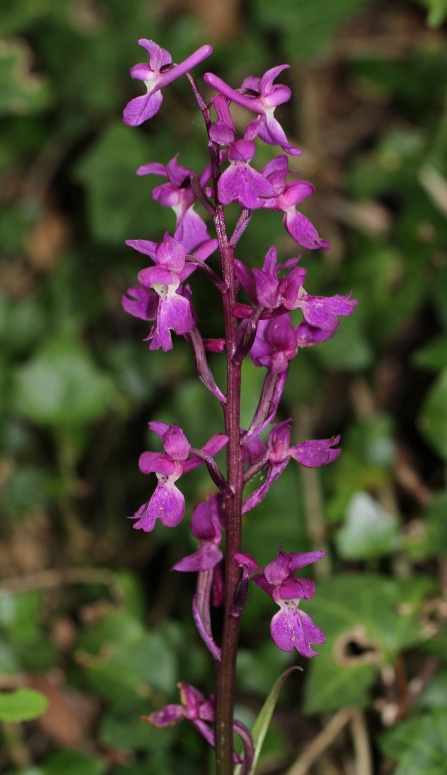 Early Purple Orchid