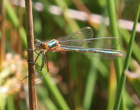 Emerald damselfy