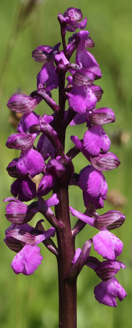 Green Winged Orchid