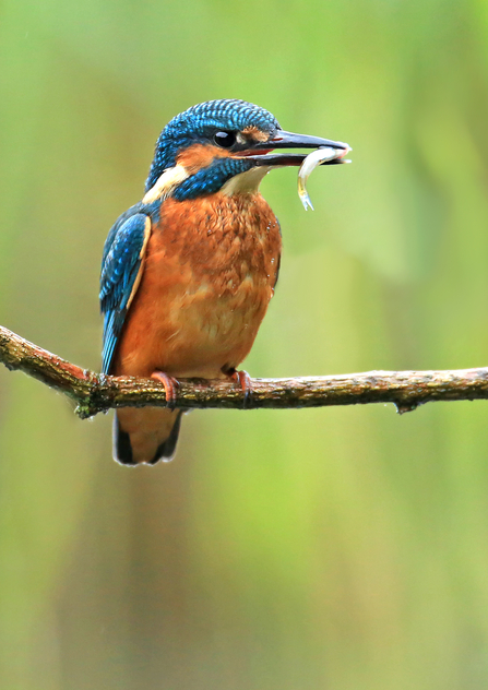 Kingfisher with fish