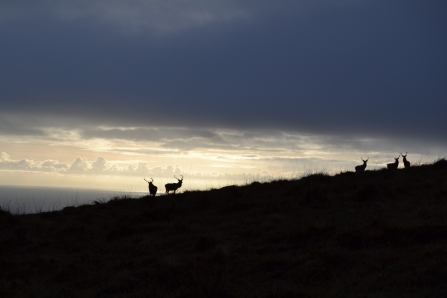 Red Deer