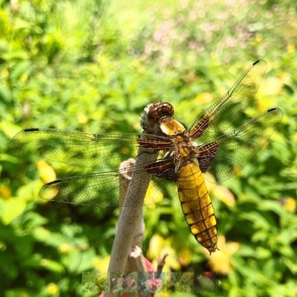 Broad Bodied Chaser