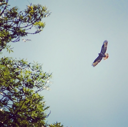 Buzzard in flight