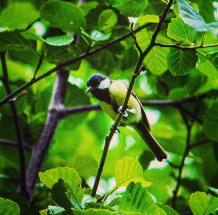 Great tit in a tree by Lucy Holland