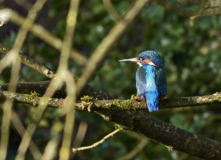 Perching Kingfisher