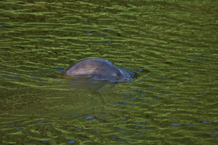 Otter diving