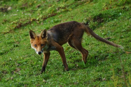 Fox 