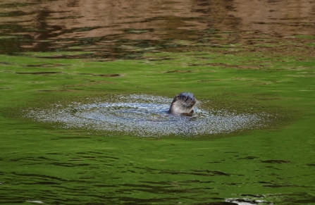 Otter in riverbank