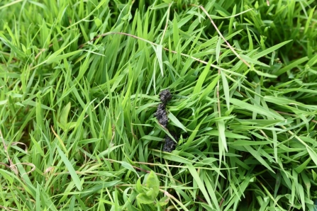 Otter spraint on grass