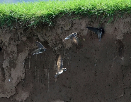 Sand Martins in flight