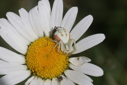 Crab spider on an Ox Eye daisy