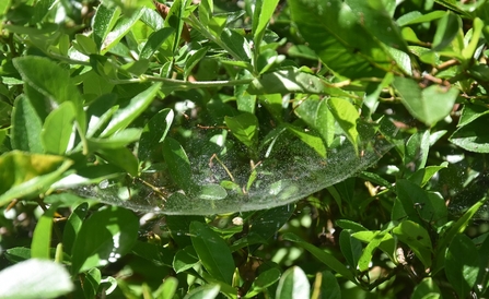 A sheet web spider
