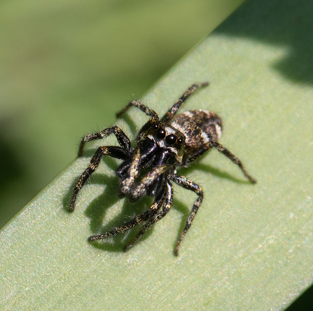 The Zebra Jumping spider has no web