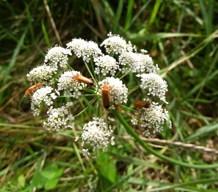 Soldier beetles on Hemlock Water Dropwort