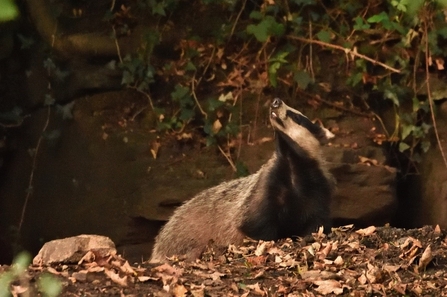 Badger looking around by Jeff Chard