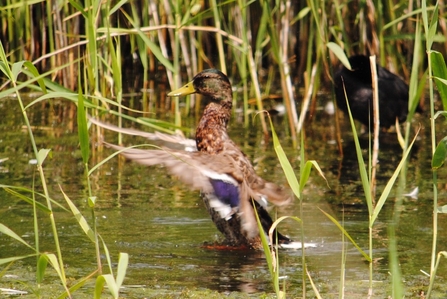 Duck at Magor Marsh