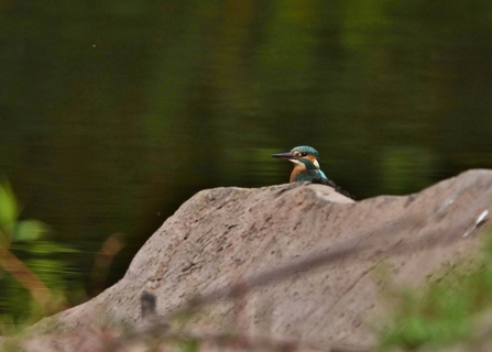 Kingfisher by Jeff Chard