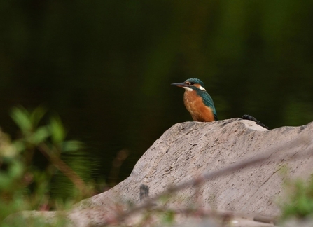 Kingfisher by Jeff Chard