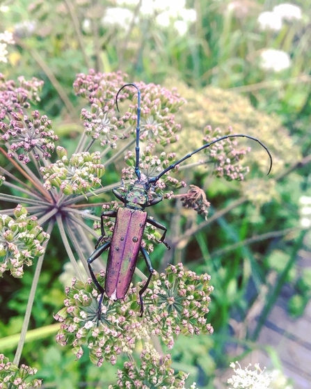 Longhorn beetle at Magor Marsh