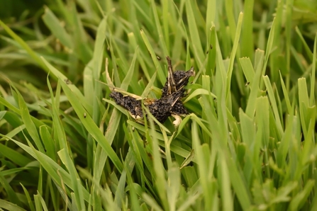 Otter spraint on grass