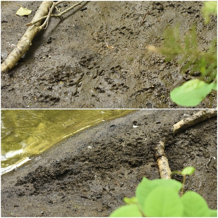 Otter tracks by Jeff Chard