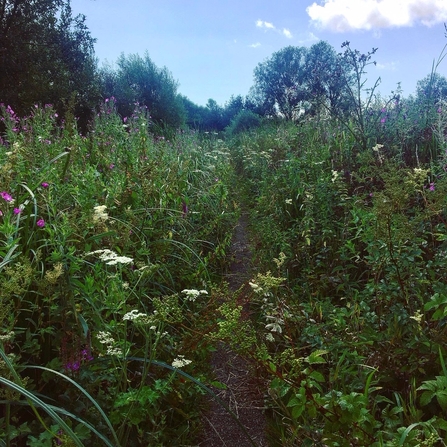 Pathway at Magor Marsh 