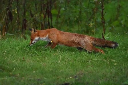 Young fox by Jeff Chard