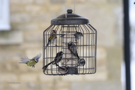 Finches and tits on bird feeder