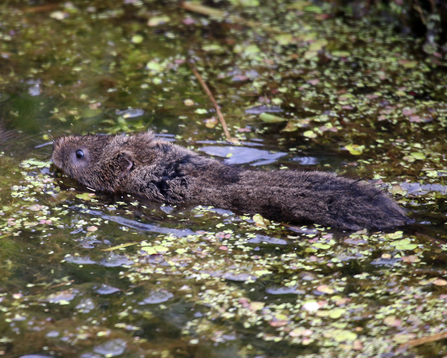 Water vole swimming at Magor Marsh