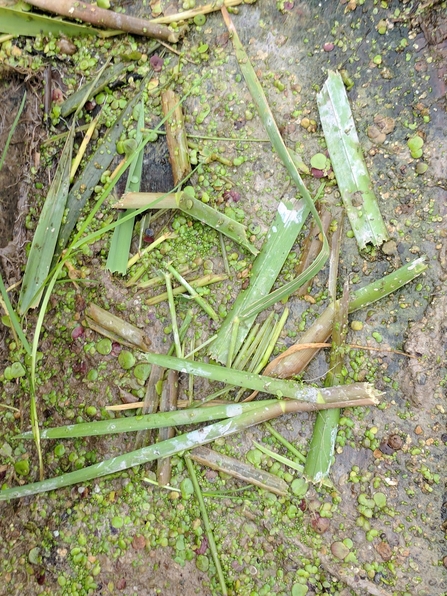 Pile of stems cropped by Water Vole