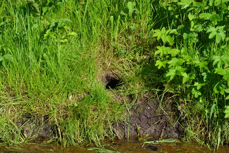 Water Vole burrow with lawn