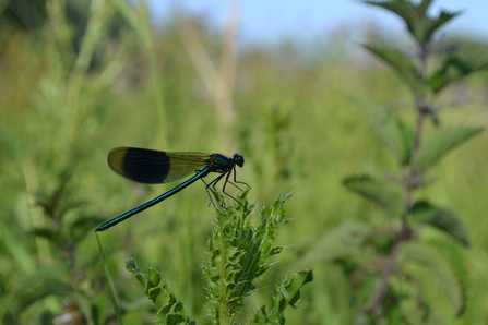 Male Banded Demoiselle damselfly at Bridewell Common