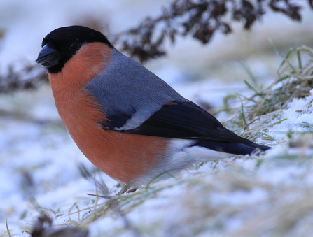 Male bullfinch