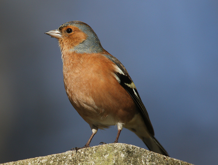 Male chaffinch