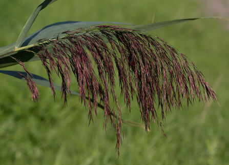Reed between the lines | Gwent Wildlife Trust