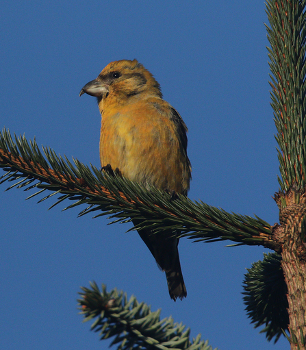 Female Common Crossbill in tree