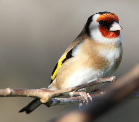 Adult Goldfinch