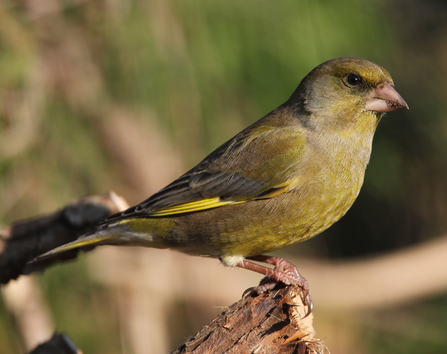 Greenfinch male