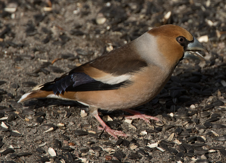 Hawfinch