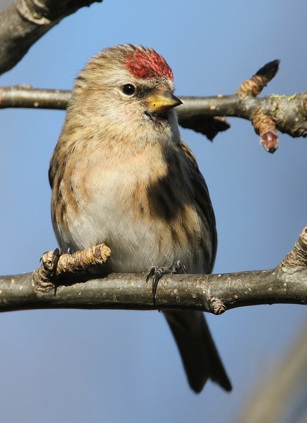 Lesser Redpoll