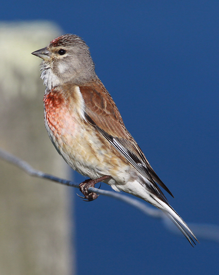 Male Linnet