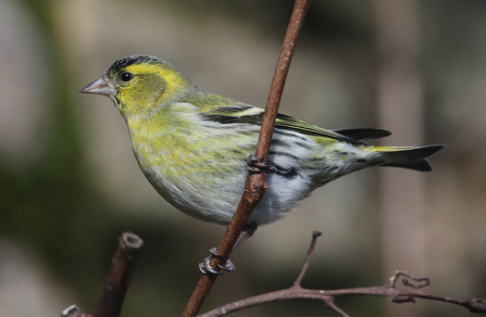 Siskin