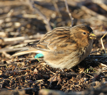 Twite