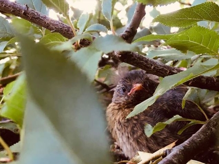 Fledgling dunnock in tree